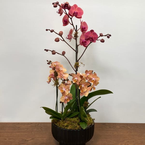 Tall orchid arrangement in a black ribbed pot with pink and peach blooms