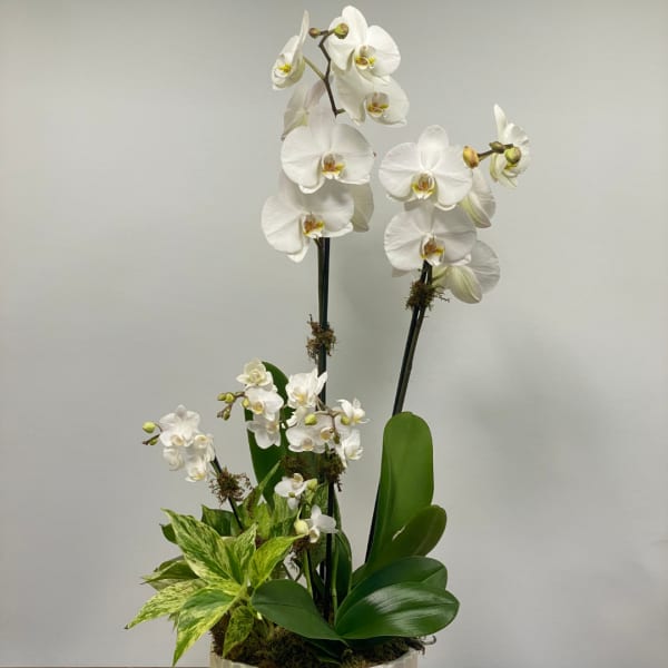 White orchid arrangement in a low container with broad green leaves