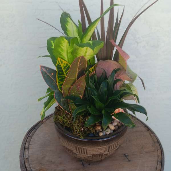 Mixed potted foliage arrangement in a decorative bowl
