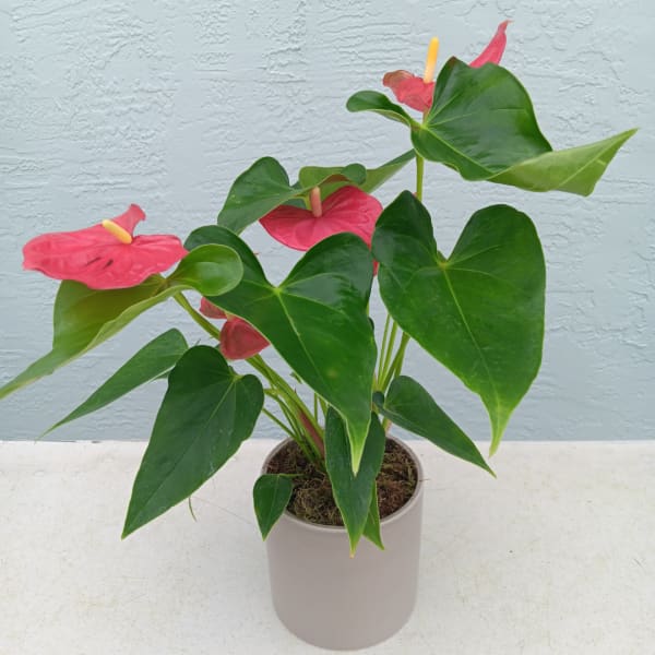 Pink anthurium plant in a white pot