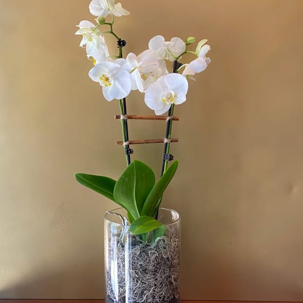 White orchid plant in a glass vase with pebbles