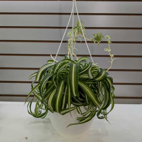 Hanging potted spider plant in a white container