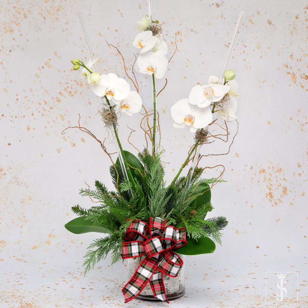 Classic Orchids