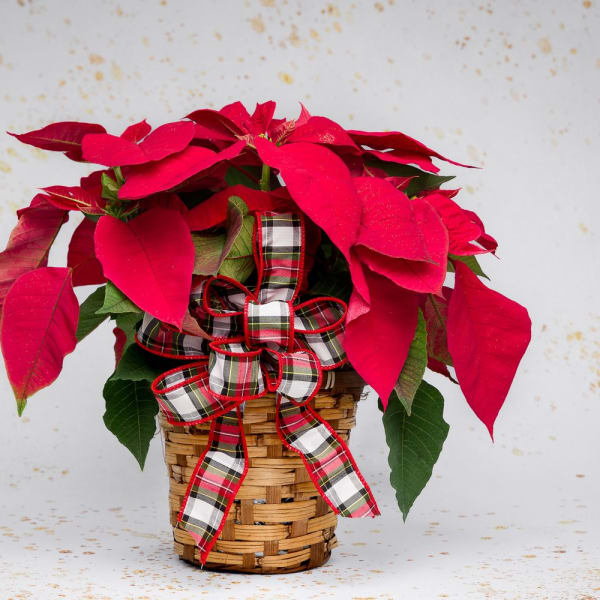 Classic Poinsettia
