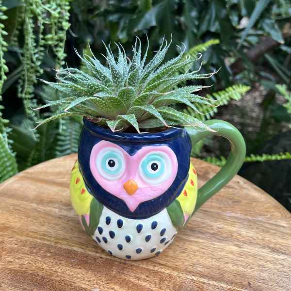 Succulent in a colorful owl-shaped mug on a wooden surface