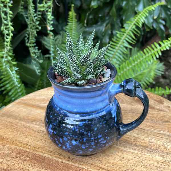 Small succulent in a blue ceramic mug planter
