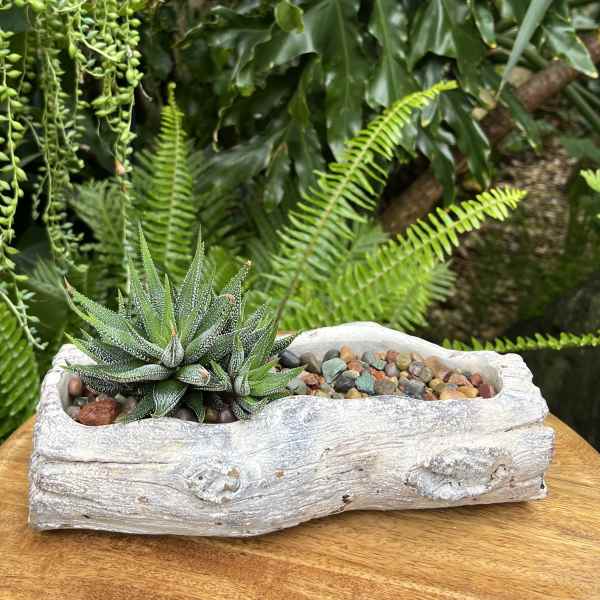Succulent in a white driftwood-style planter with pebbles