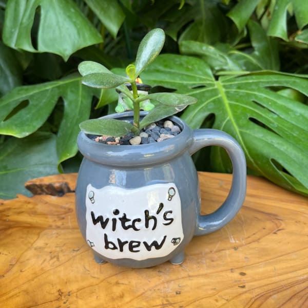 Small succulent in a gray mug-shaped planter with "witch's brew" text