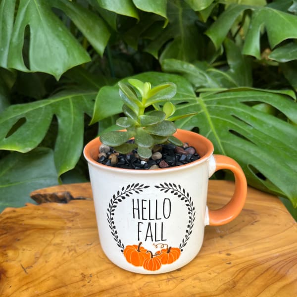 Small succulent in a "Hello Fall" mug planter