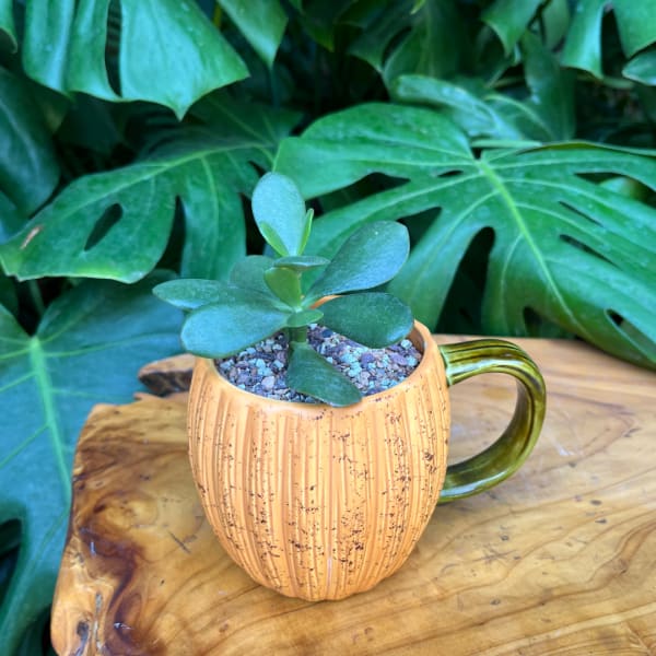 Small succulent in a pumpkin-shaped mug on a wooden surface