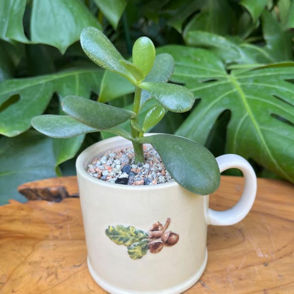 Small succulent in a cream mug planter on a wooden surface