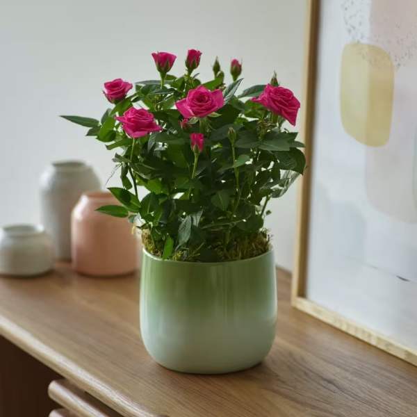 Pink roses in a pale green pot on a wooden table
