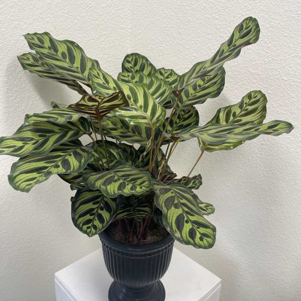 Tall Calathea