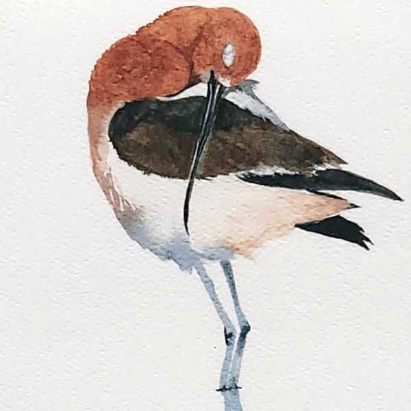 Watercolor painting of a bird standing on one leg