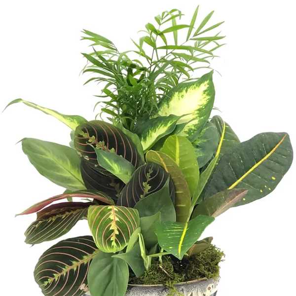 Mixed green houseplant arrangement in a dark ceramic pot