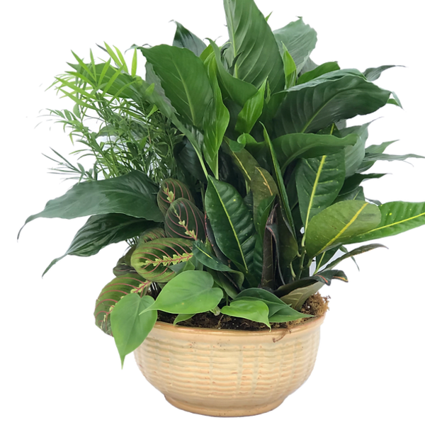 Mixed green foliage plants arranged in a low beige ceramic bowl