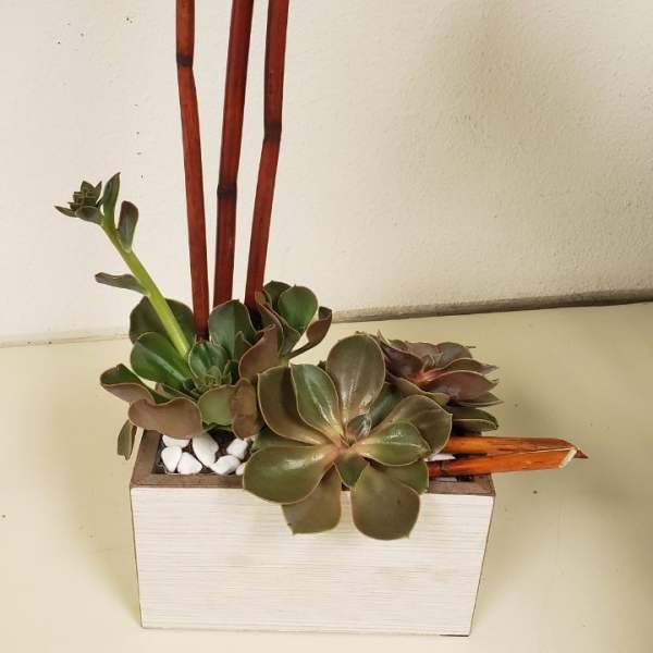 Succulent arrangement in a white rectangular planter with tall red sticks