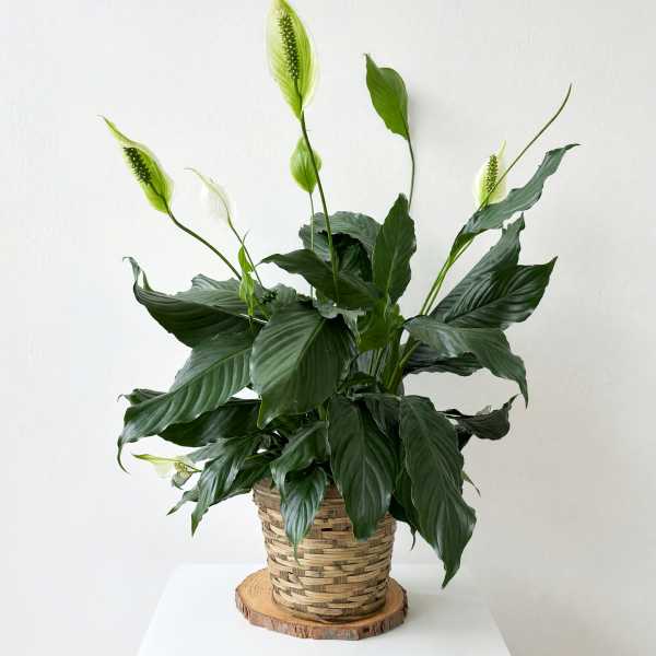 Potted peace lily in a woven basket planter