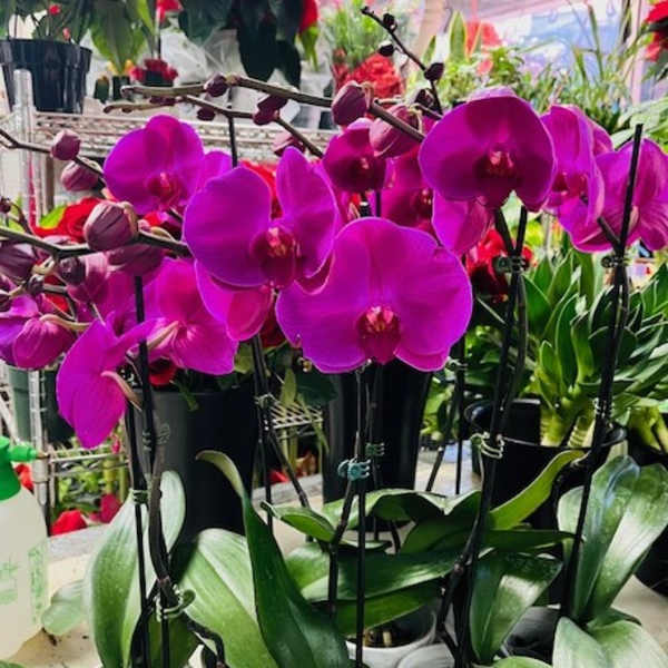Magenta orchids in black pots with broad green leaves