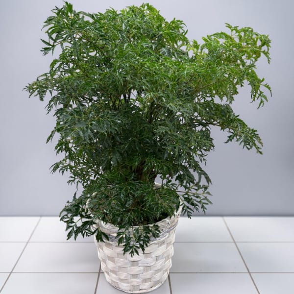 Potted green houseplant in a white woven basket