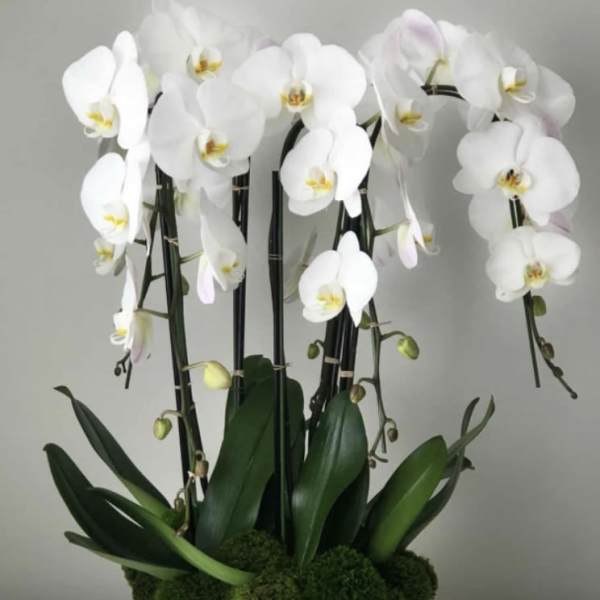 White orchids arranged in a white pot with moss and dark green leaves