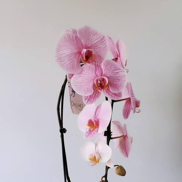 Pink phalaenopsis orchid in a white pot with support stakes