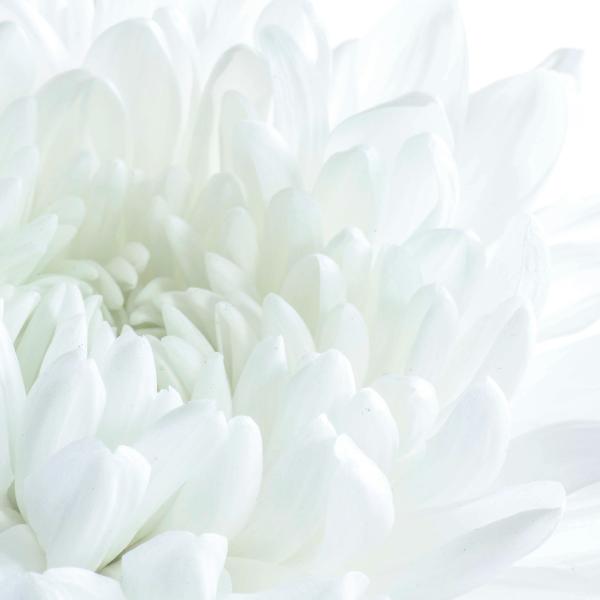 Close-up of white chrysanthemum petals against a bright background