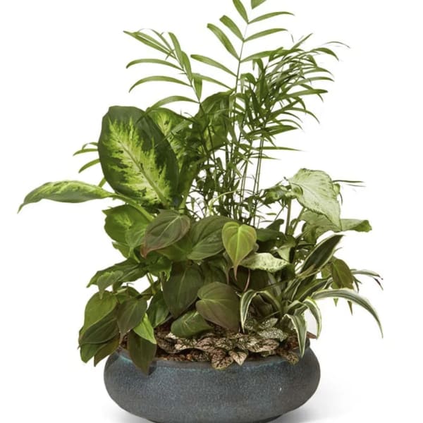 Mixed green houseplants in a round gray planter