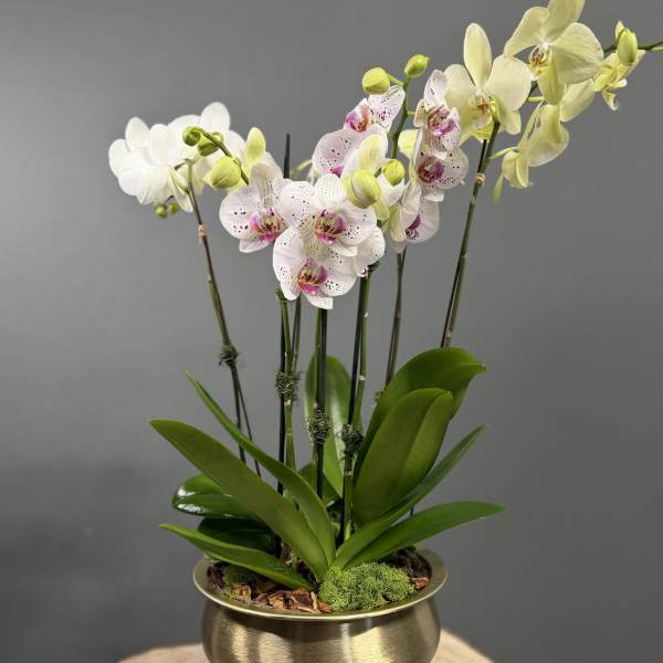 Golden Orchid Garden