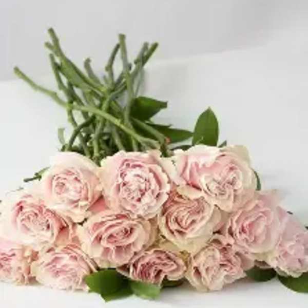 Bouquet of pale pink roses with greenery on a white background