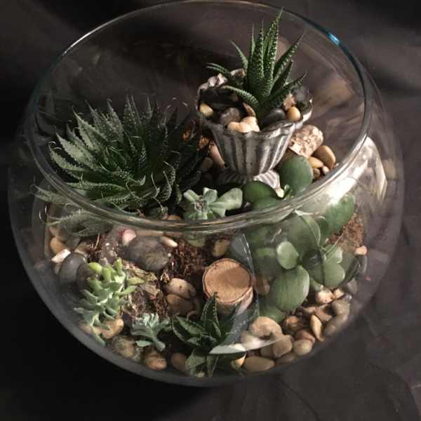 Glass bowl terrarium with assorted succulents and pebbles