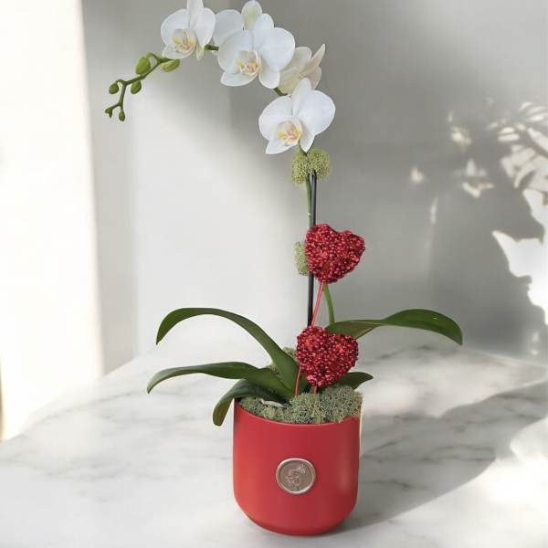 White orchid arrangement in a red pot with red heart decorations
