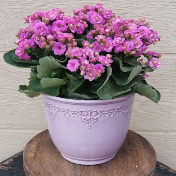 Pink flowering plant in a lavender pot