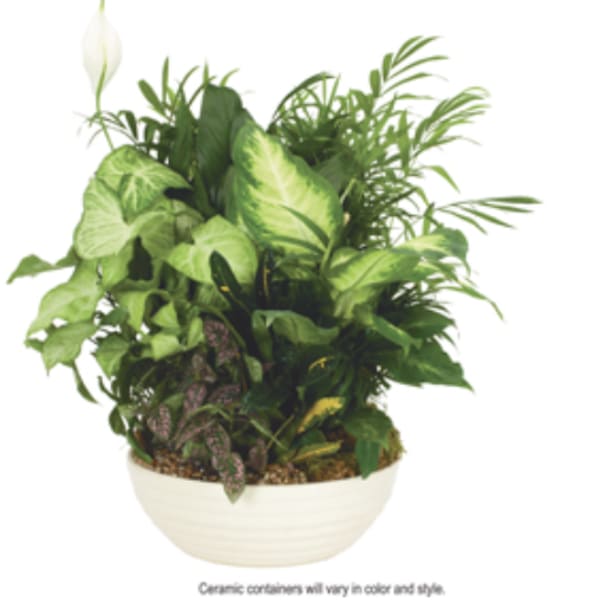 Mixed green houseplants in a low white ceramic bowl with one white bloom