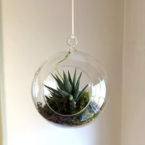 Hanging glass globe terrarium with a small green succulent inside