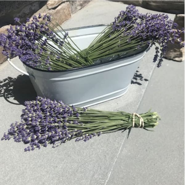 Flowers Delivery Cape May CapeMayLavender