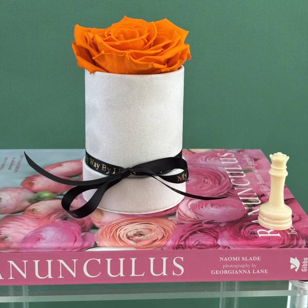 Lola. (PRESERVED ROSE)