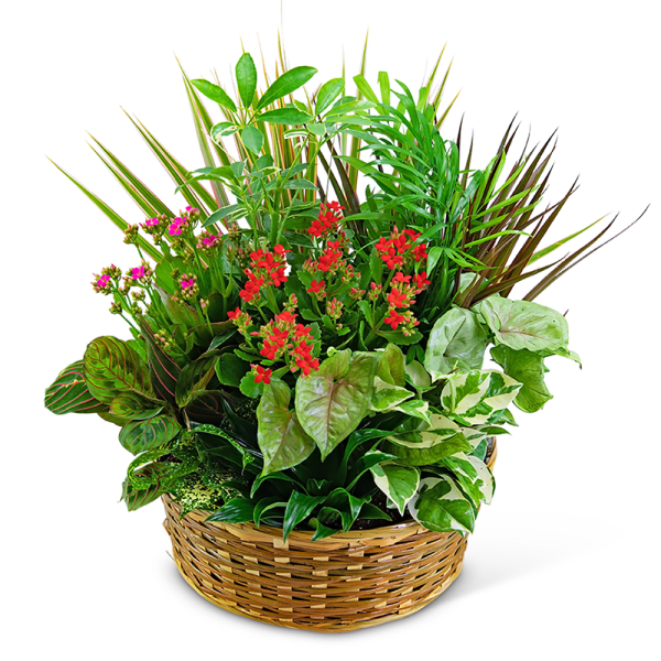 Large Blooming Dish Garden