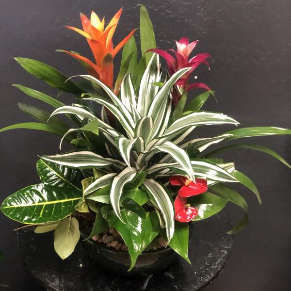 Tropical Dish Garden LG