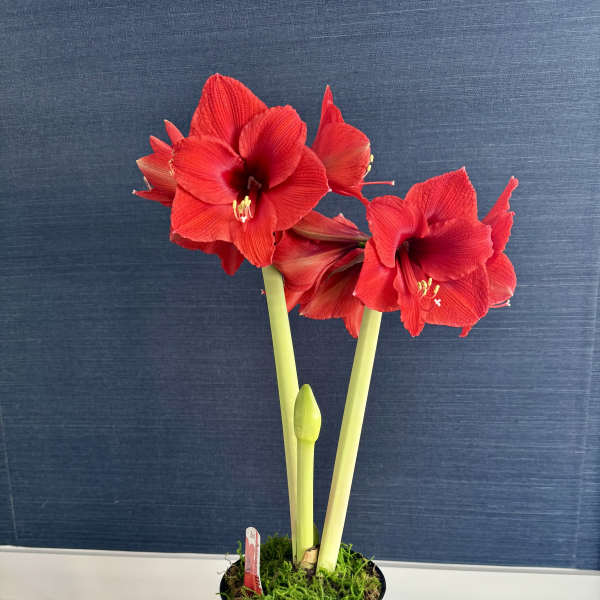 Red Amaryllis