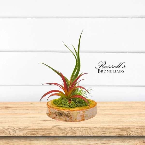 Russell's Bromeliads- Wood Arrangement with Air Plants