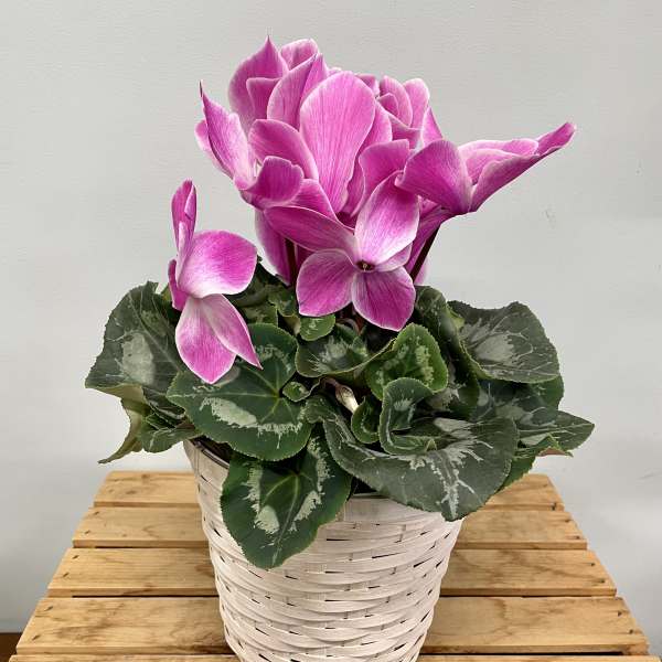 Cyclamen Plant Basket