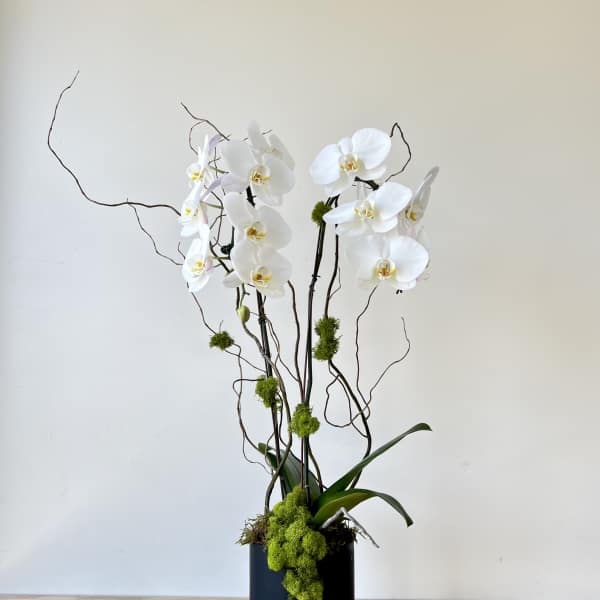 Double Orchid Planter