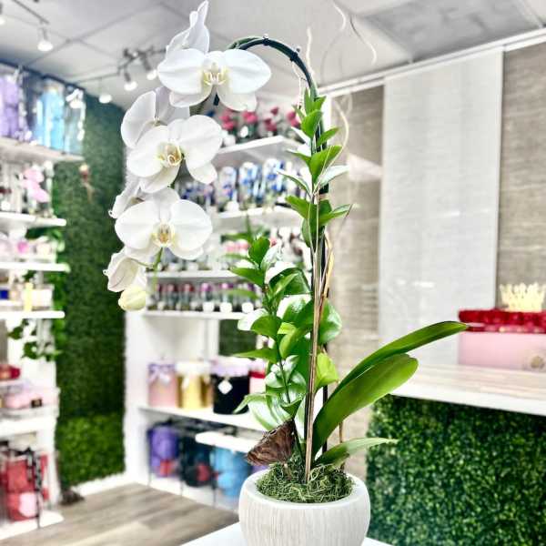 Orchid Single Ceramic - White