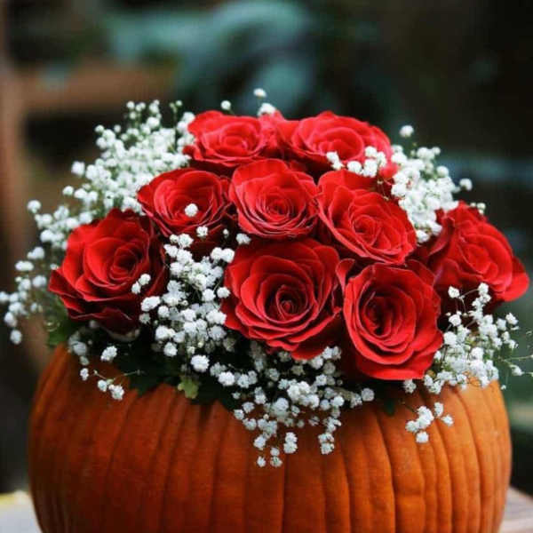 Scarlet Harvest Pumpkin