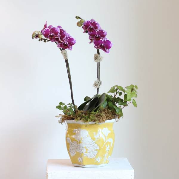 Petite Orchid Plant Arrangement