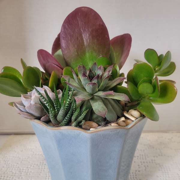 Succulent Medium Container