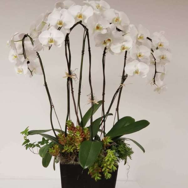 Orchid abundance
