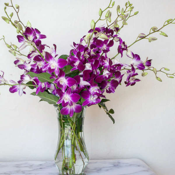 Orchids in a Vase