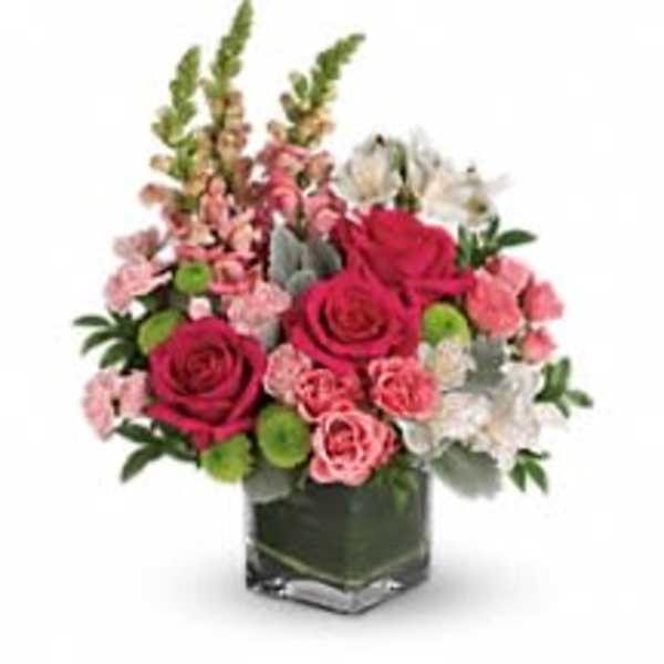 2corazones snap dragon